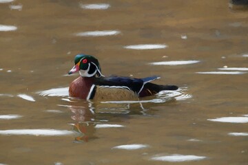 Male Wood duck (Aix sponsa) swimming in the calm waters of the lake during the daytime