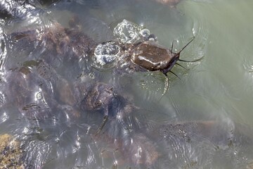 Closeup of wels catfish swimming in water
