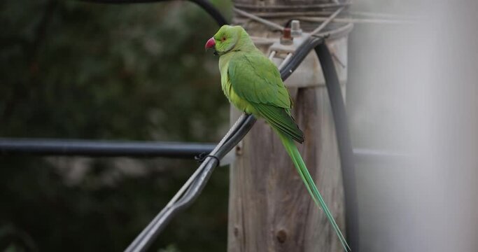 Green ring-necked parrot resting on a twig