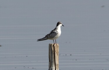 Scenic view of a Sternidae bird standing on a wooden pole that's sticking out of the water