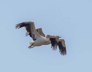 Pelicans flying in blue sky
