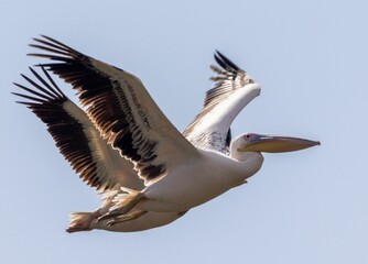 Pelicans flying in blue sky