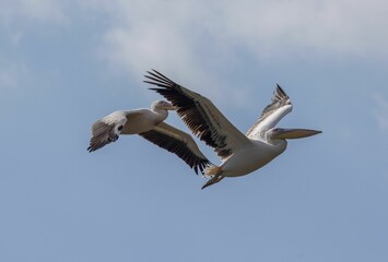 Pelicans flying in blue sky