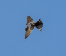 Low-angle view of a Purple martin bird flying with the blue sky visible in the background