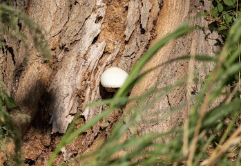Closeup shot of a white mushroom found growing on the bark of a tree