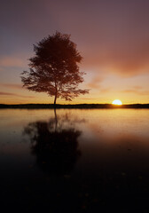 Solitary tree in field at lake under a sunset cloudy sky. - 783644783