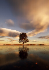Solitary tree in field at lake under a sunset cloudy sky. - 783644785
