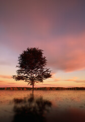 Solitary tree in field at lake under a sunset cloudy sky.