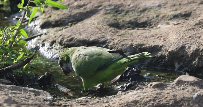 Closeup shot of a green parrot drinking water from the creek