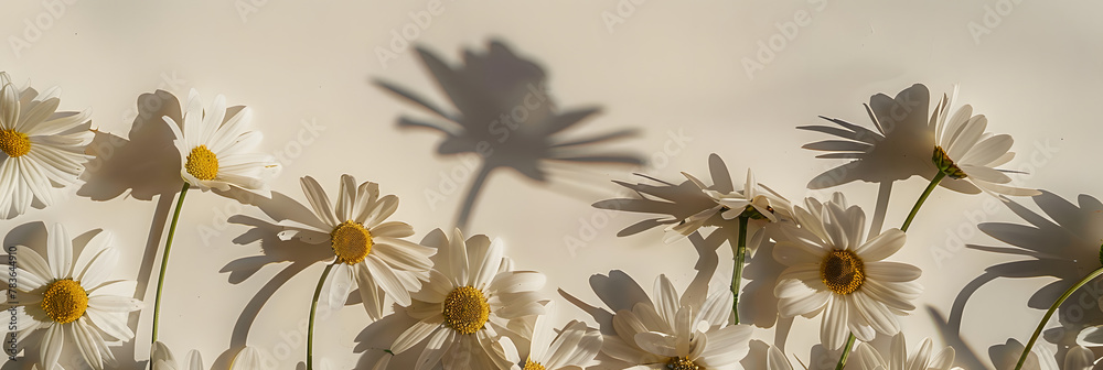 Canvas Prints Elegant aesthetic chamomile daisy flowers pattern with sunlight shadows on neutral beige background with copy space