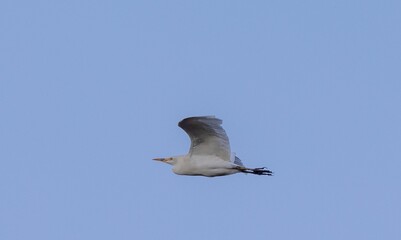 Gull flying in a sky