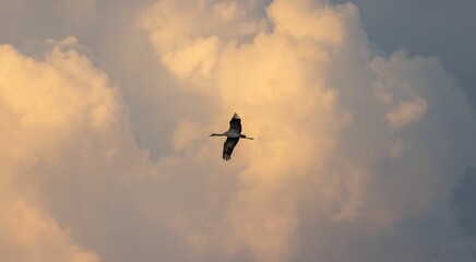 Bird in flight in cloudy sky at sunset