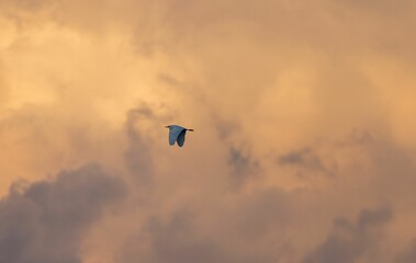 White bird in flight in cloudy sky at sunset