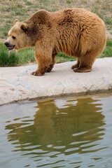 Vertical shot of a grizzly brown hear near a lake