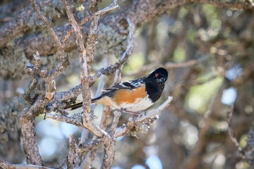 Closeup of cute white spotted towhee perched on a tree twig