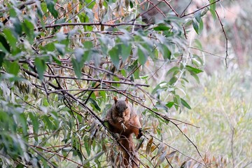 Squirrel eating on a tree - Powered by Adobe