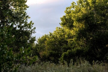 Beautiful view of sunset light through forest trees