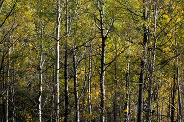 Beautiful autumn view with yellow Aspen trees in the forest
