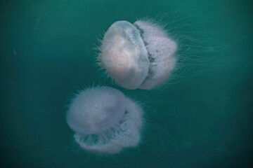 Obraz premium The huge dangerous jellyfishes, Lobonema smithii, is swimming in the Andaman ocean near the Natal Bridge, Natal beach, Phang Nga, Thailand.