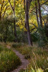 Vertical shot of a hiking path into Cherry Creek State Park