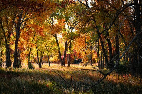 Scenic view of autumn trees in Cherry Creek, Colorado