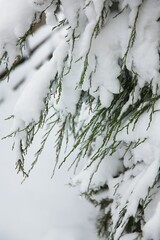 Vertical shot of green thuja under the snow