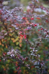 Forest fruits in an autumn thicket