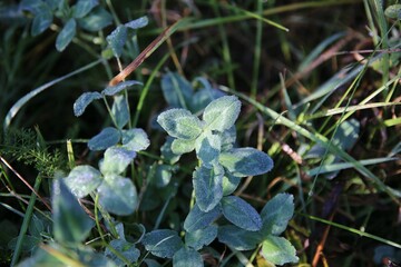Frosty plant in a forest