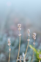 Vertical shallow focus shot of beautiful frosty plants in a forest