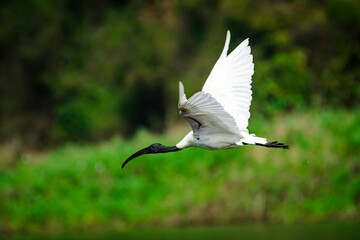 Black-headed ibis (Threskiornis melanocephalus) flying in greenery