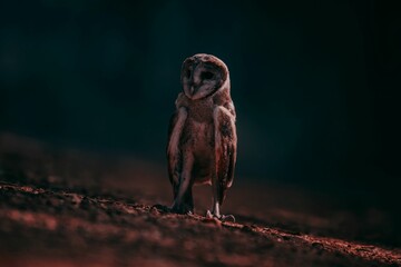 Barn owl (Tyto alba) on the ground