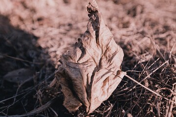 Fallen leaves in winter are exposed to the sun