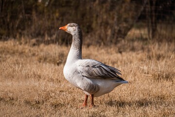 Closeup shot of a domestic goose under sunlight standing on a dry grass