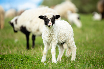 Lamb domestic animal standing in the field and looking to the camera.
