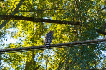 Beautiful shot of a hawk perched against blurred green nature background