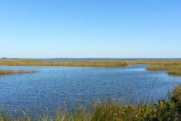 Beautiful shot of a marsh landscape