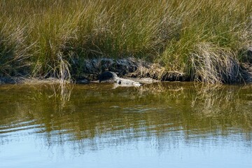 Alligator on the coast of a lake with lush grass on the background