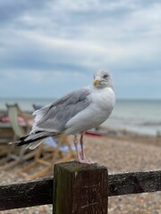 Closeup view of a beautiful seagull perched on a wooden fence on a beach background
