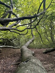 Vertical shot of a tall tree growing along the forest floor