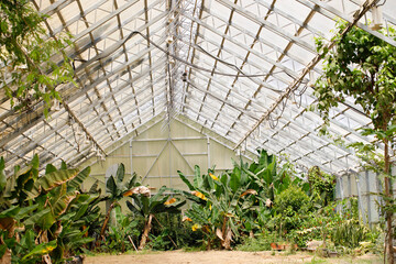 Fototapeta premium Green leaves in tropical greenhouse. Glass roof of glasshouse and green plants in botanical garden indoor background with copy space
