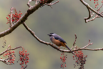 White-eared Sibia perched in a tree in the mountains of Taiwan
