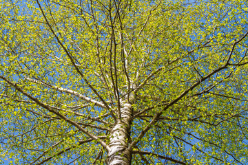 Observing a birch tree with green leaves against a blue sky