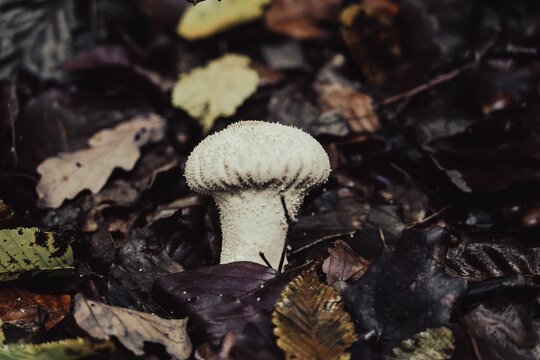 Close-up of a Prickly raincoat (Lycoperdon perlatum) mushroom in a forest under the leaves