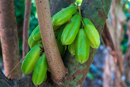 Closeup shot of bilimbi fruit on a tree