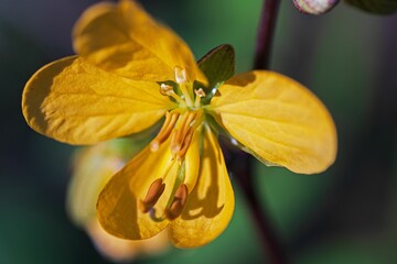 Selective focus of a yellow celandine on a blurry background - obrazy, fototapety, plakaty