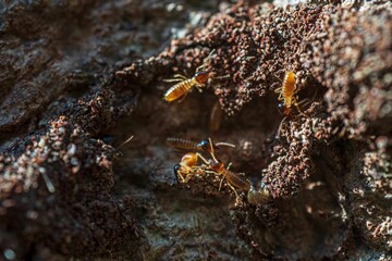 Closeup of several ants walking on a stone on a blurry background