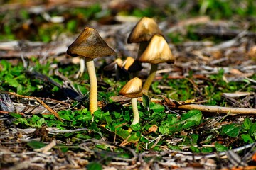Mushrooms in the Valdebebas Forest Park