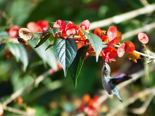 Closeup of a Bee hummingbird gathering nectar from Ochna flower