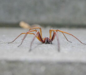 Close-up shot of a long-legged spider on the ground - obrazy, fototapety, plakaty