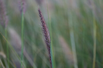 Closeup shot of small rye on the blurry background